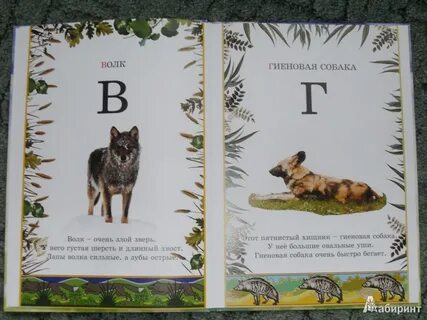 Алфавит собак