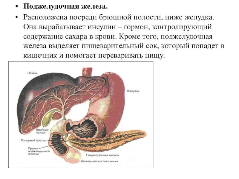 Анатомия желудка и поджелудочной железы. Строение желудка и поджелудочной железы. Поджелудочная железа система органов. Поджелудочная железа аыраб. Вода и поджелудочная железа