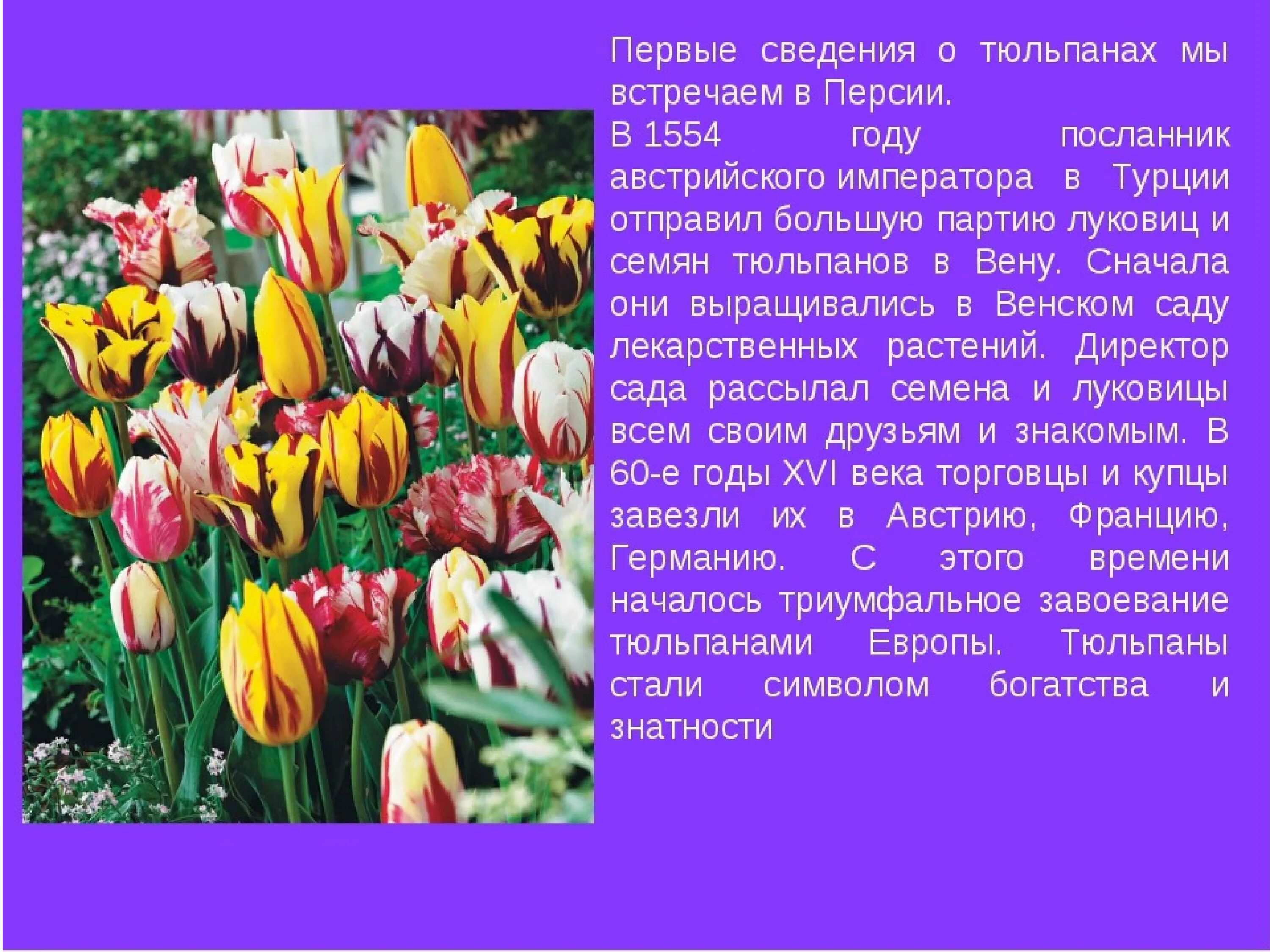 Факты о тюльпанах. Рассказ о тюльпане. Сообщение о тюльпане. Тюльпан краткая информация. Описание тюльпана.