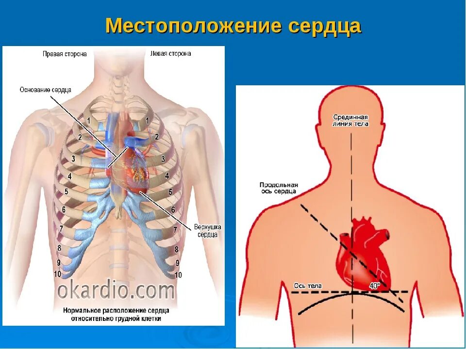 Из которых расположено именно в. Где сердце у человека. Анатомическое расположение сердца. Расположение сердца утчеловека.