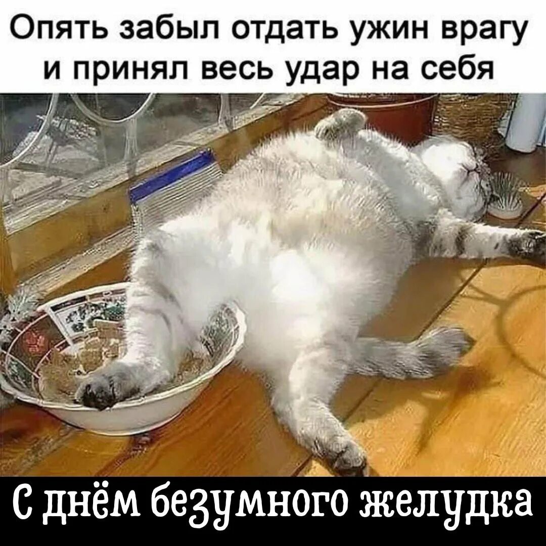 Забыла довольна. Болезненное расставание. Забыла довольна. Обожравшийся котик. Забыла довольна.