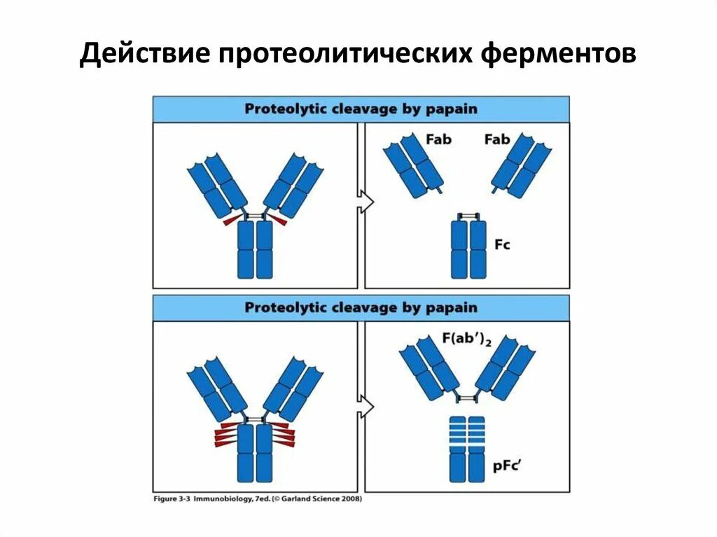 Синтез иммуноглобулинов. Структура иммуноглобулина. Строение иммуноглобулина. Иммуноглобулин пространственная структура. Вэб иммуноглобулины