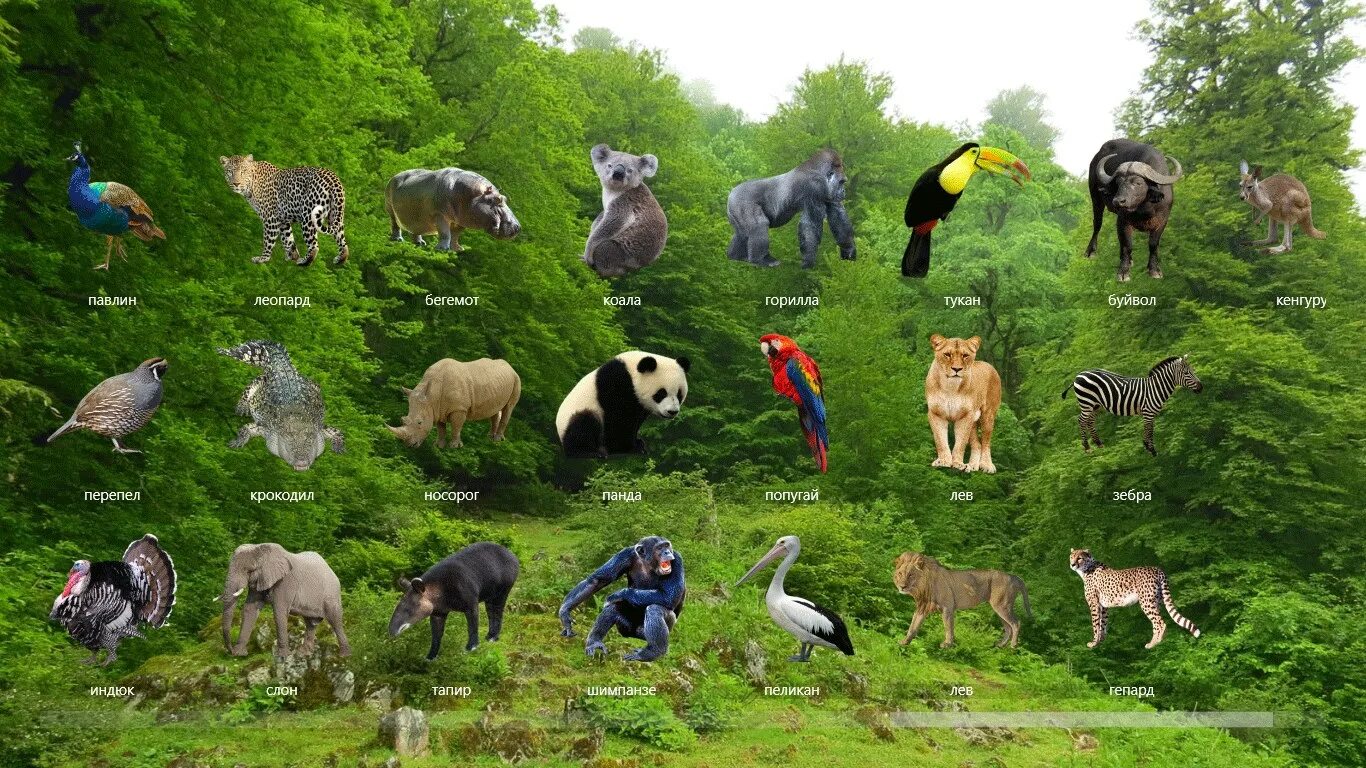 Тропический лес животные. Животные которые обитают в тропиках. Животные обитающие в тропических лесах. Обитатели тропического леса животные. Какие звери находятся