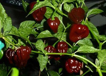 Перец хабанеро условия выращивания