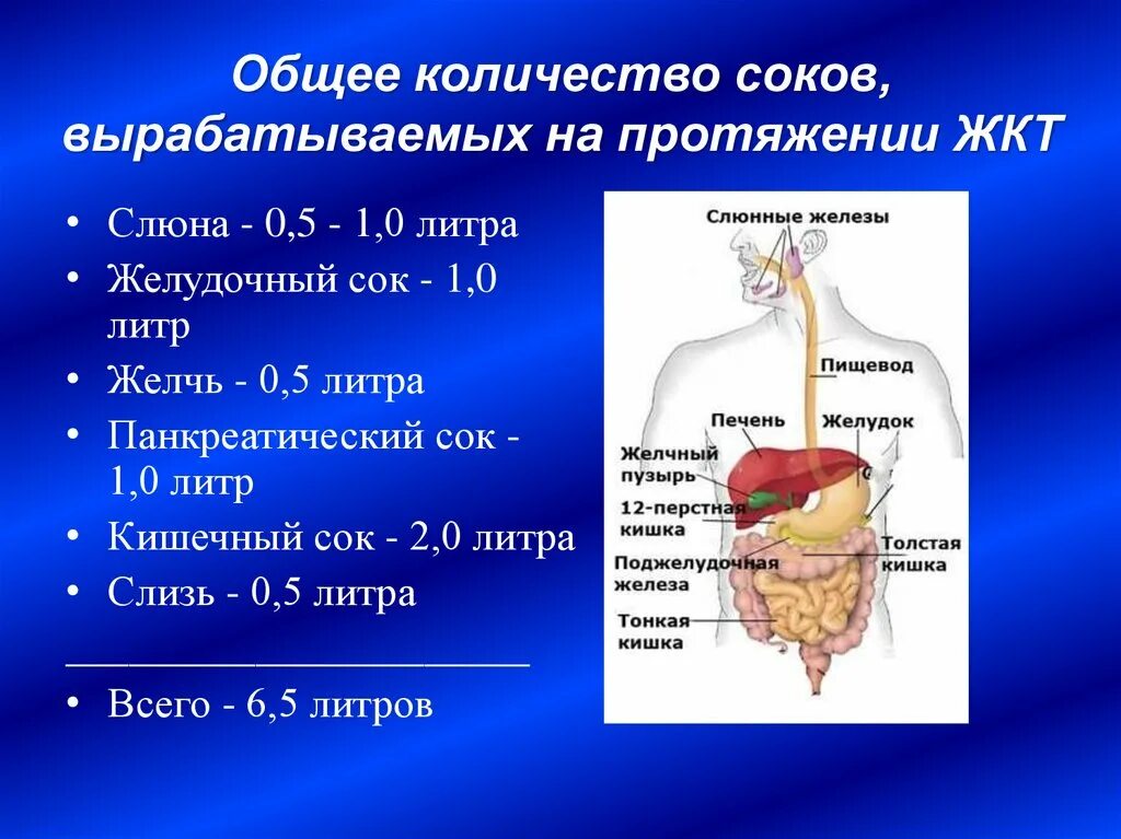 Функциональная анатомия ЖКТ панкреатический сок. Пищеварение пищеварительный сок состав пищеварительного сока. 3 Компонента желудочного сока. Пищеварительная система вырабатывающая желчь.