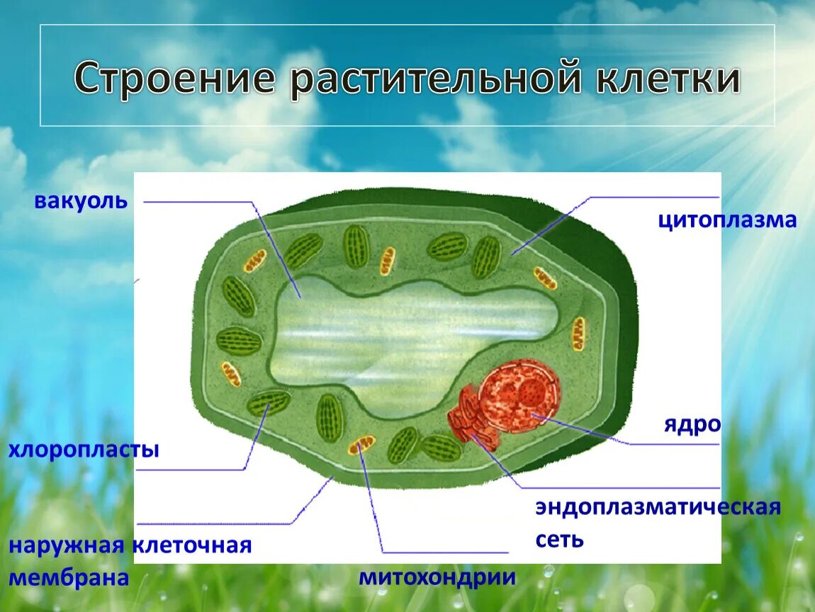 Ядро содержит хлоропласты. Структура клетки растения вакуоль. Строение растительной клетки под микроскопом 5 класс биология. Рисунок растительной клетки листа. Строение растительной клетки 6 класс.