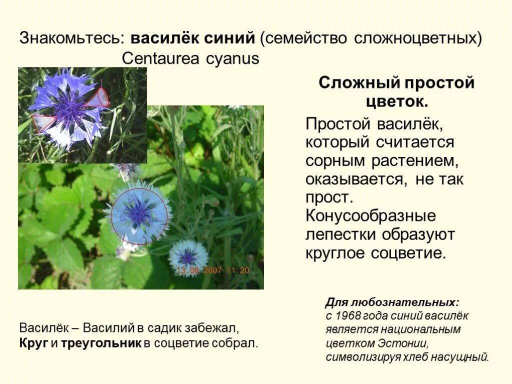 Василек семейство сложноцветных. Семейство Сложноцветные Василек синий. Астровые Сложноцветные Василек. Соцветие василька синего.