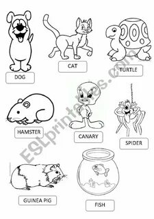 My pet animal