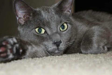 Blue eyed russian