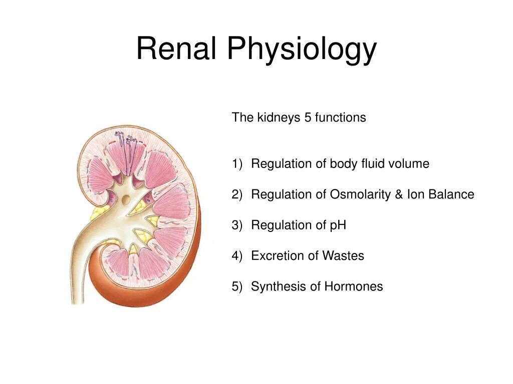 Renal перевод. Renal перевод. Renal candioli 2022. Acute renal failure перевод. Kidney blood supply.