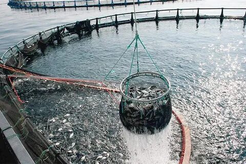 Морское хозяйство