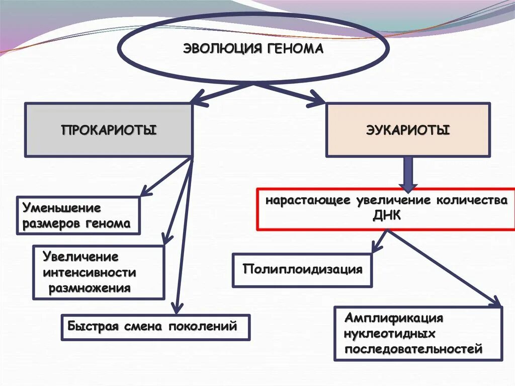 Развитие прокариот. Эволюция генома кратко. Направления эволюции геномов прокариот и эукариот. Эволюция прокариотического и эукариотического генома. Эволюция генома эукариот.