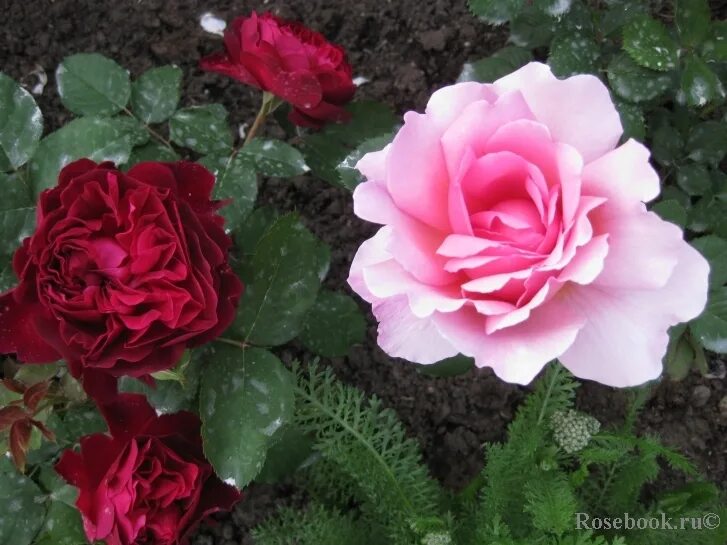 мисаки misaki роза. роза каоликазали. роза парис японской селекции. японские розы энциклопедия роз. сенлитсу роза японская.