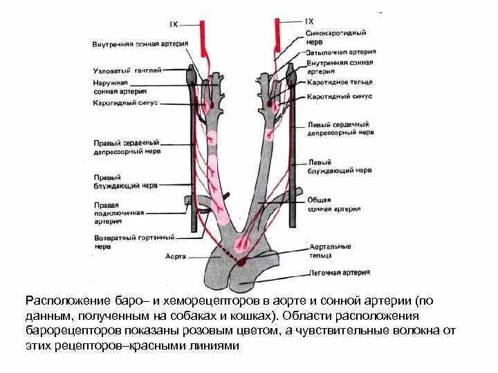 Синус артерии. Внутренняя сонная артерия схема. синус сонной артерии. хеморецепторы аортальной и синокаротидной зон. схема общей сонной артерии наружной и внутренней.
