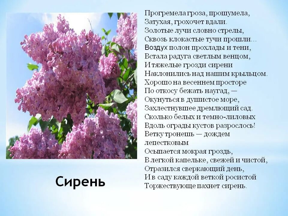 Сирень составить слова. Есенин сирень. Сирень у Есенина. Детские стихи про сирень. Сирень для презентации.