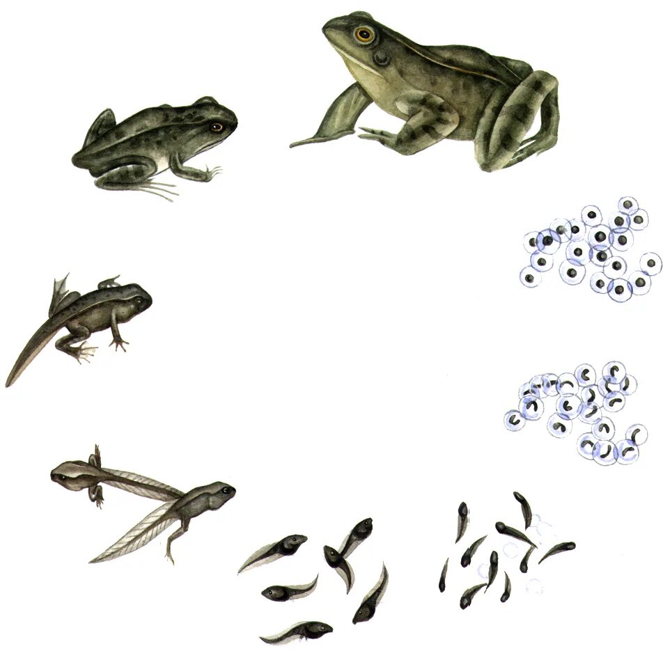 Стадии развития головастика лягушки. Жизненный цикл лягушки от головастика. Эволюция головастика в лягушку. Последовательность развития головастика лягушки.