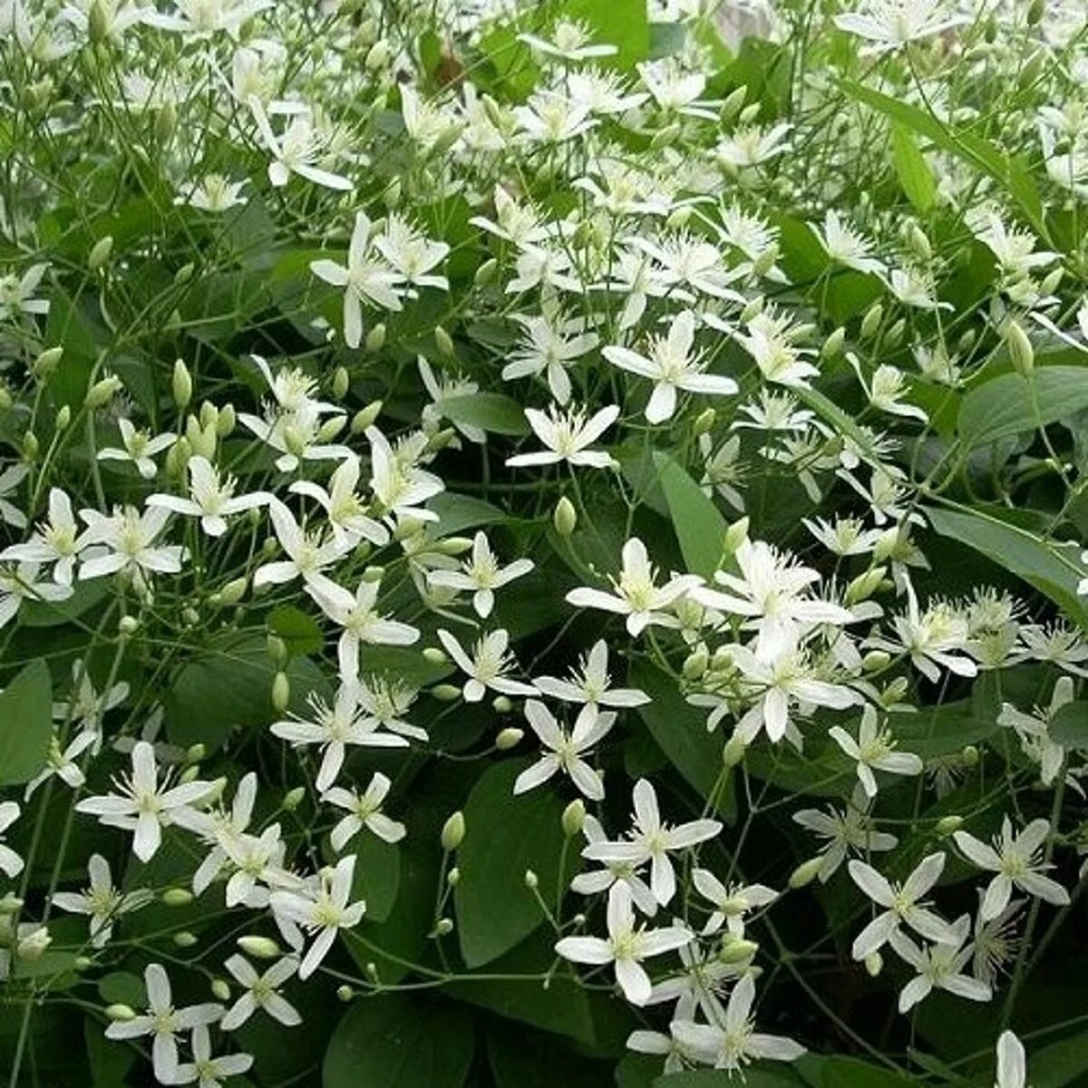 Низкое растение с белыми цветами. Клематис Арманди. Клематис фаргезиоидес. Клематис белый мелкоцветковый. Клематис вечнозеленый.