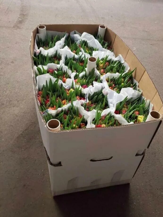 Как хранятся тюльпаны. Тюльпаны в ящике. Коробка с тюльпанами. Коробки для тюльпанов для перевозки. Ящик для хранения тюльпанов.