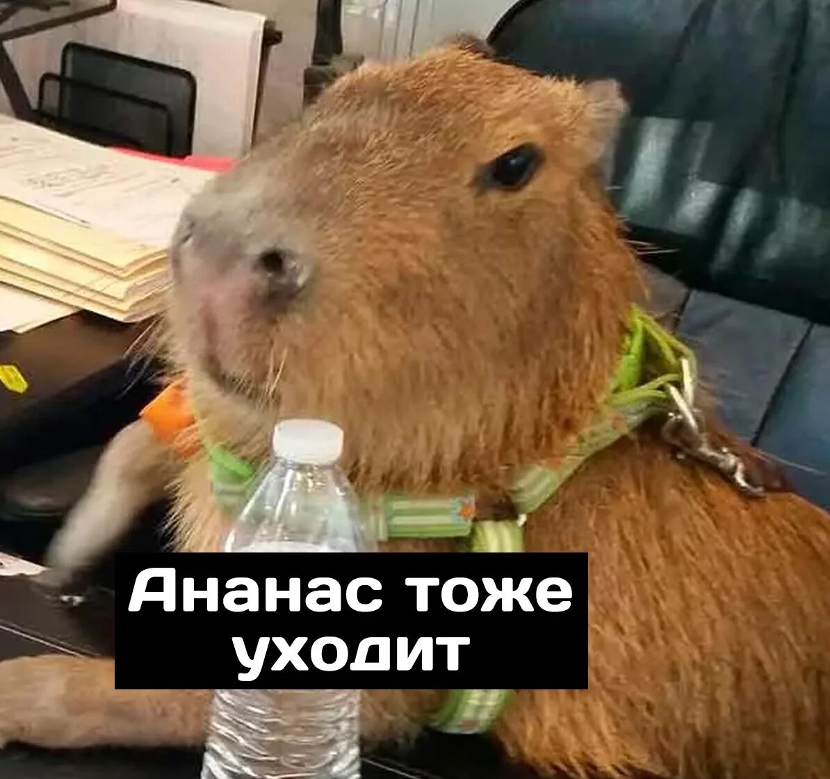 Котик в очках мем. Ананас тоже уходит мем с котами. Прикольный ананас. Капибара прикол. Кот ананас.