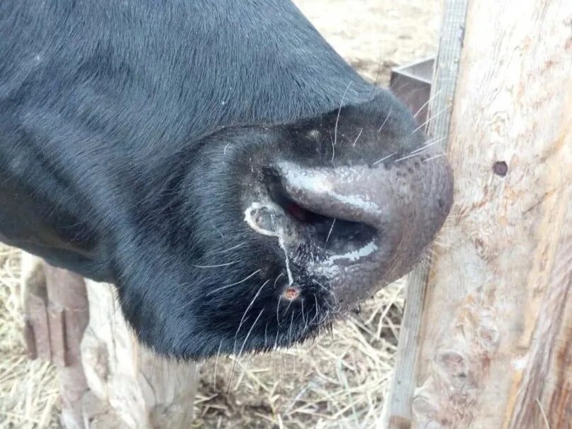 Watch out for Lumpy Skin Disease as UAE Bans Jordan's Cows - Green Prophet