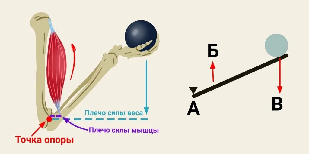 Биомеханика силы плечо рычаг. Плечо силы в биомеханике. Плечо силы в биомеханике картинка. Рычаги в биомеханике. Переключение на силу