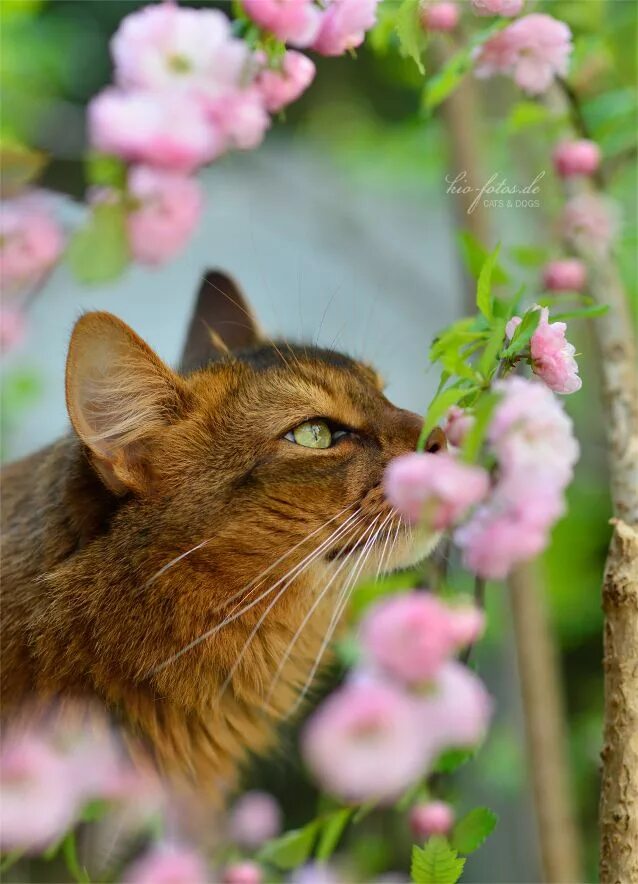 Весенняя кошечка. Кошки весной.