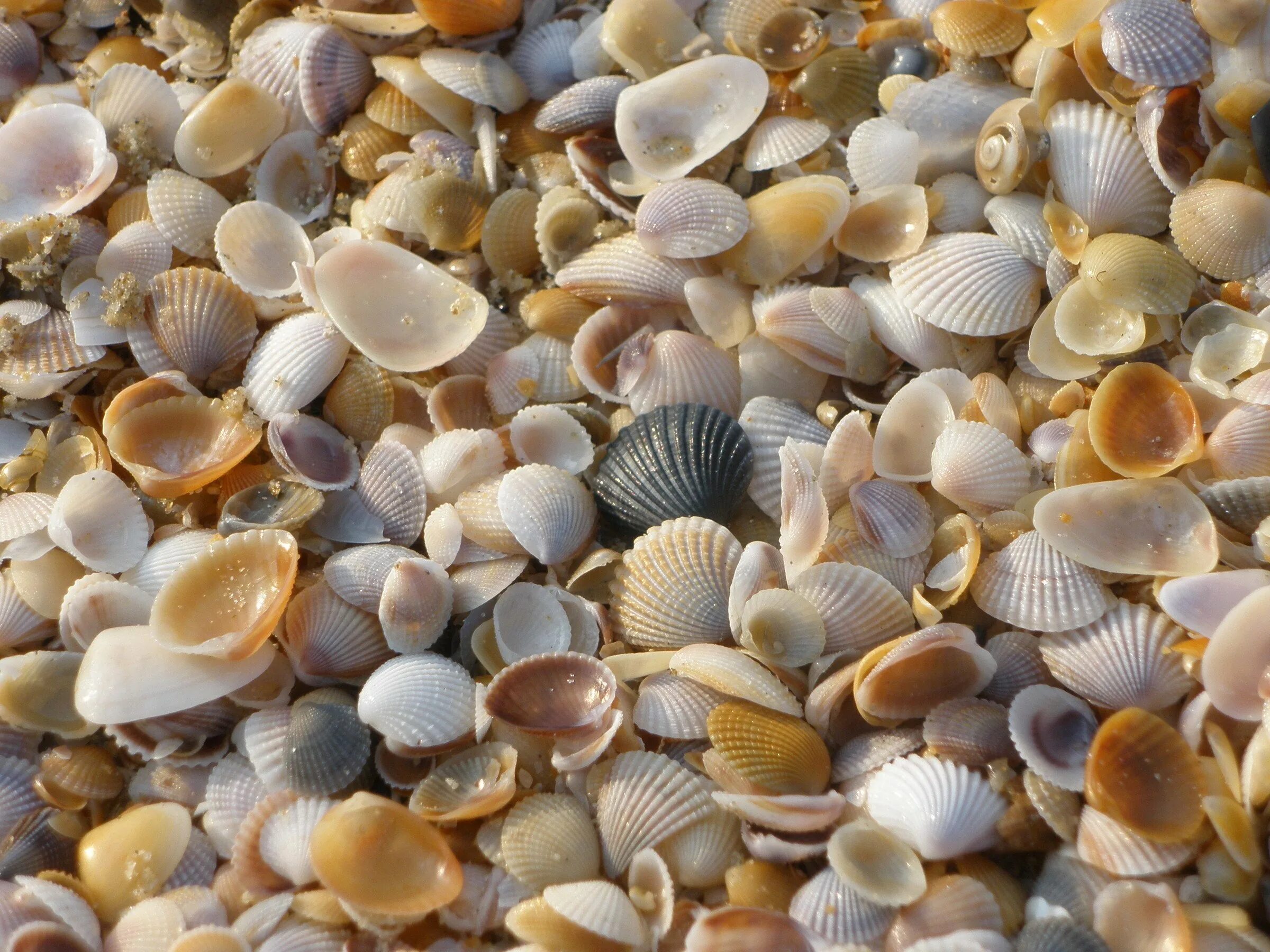 Азовское море ракушечный берег. Феодосия ракушечный пляж. Ракушечный пляж на Азовском море. Станица Голубицкая ракушечный пляж. Какие бывают ракушки