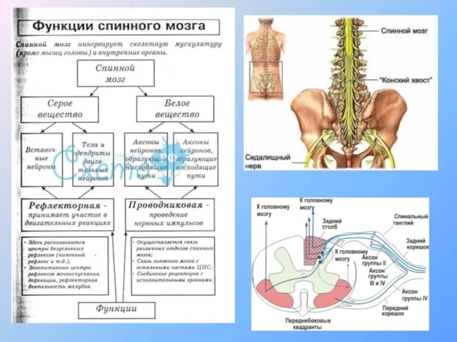 Структура головного и спинного мозга. Нервная система человека спинной мозг строение и функции. нервная система схема спинного мозга. строение и функции спинного мозга 8 класс биология. таблица строение нервной системы 8 класс биология.
