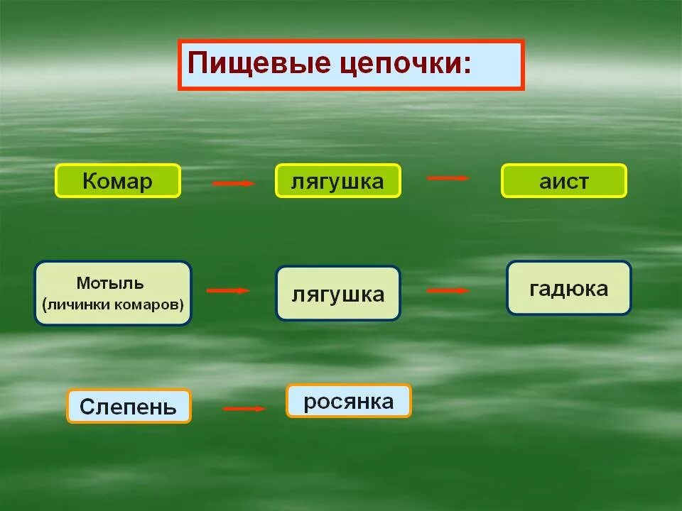 Несколько пищевых цепей