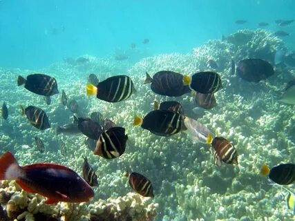 Natural fish