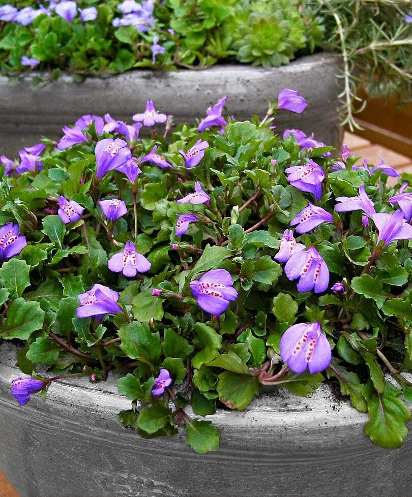 Мазус ползучий фото. Мазус ползучий. Мазус ползучий (mazus reptans). Почвопокровник Мазус. Мазус Purple.