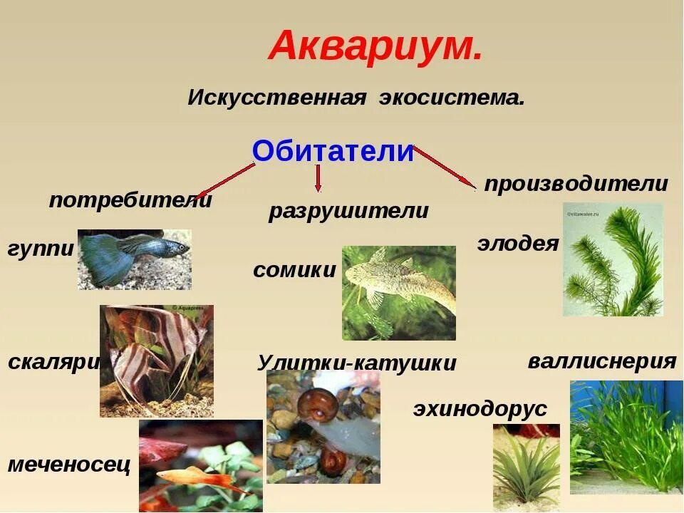 Какие организмы живут в аквариуме биология