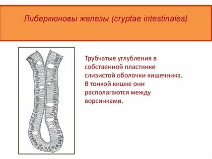 Функция железы кишечника