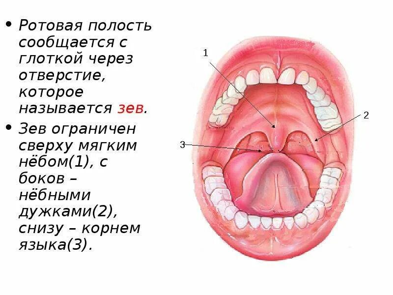 Полости рта рецепты. Миндалины зева анатомия. Строение ротовой полости и зева. Строение небной миндалины анатомия. Зев ротовой полости строение.