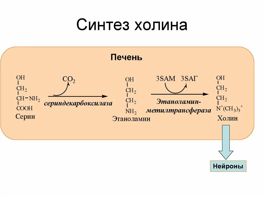 Синтез Холина в9. Холин биохимия. Синтез Холина метионина. Витамин в4 Холин формула.