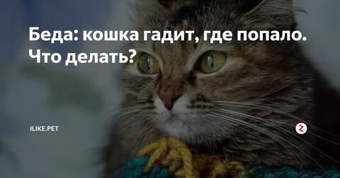Кошка гадит где попало что делать