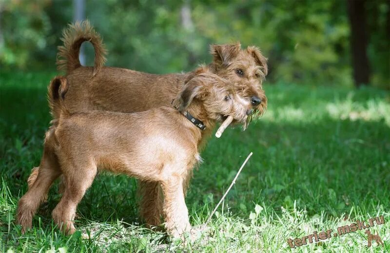 Маме терьер. Вельш-терьер (уэльский терьер);щенки. Жесткошерстный йоркширский терьер. Собаки родители и их щенята. Йоркширский терьер.