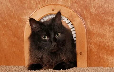 Cat hole