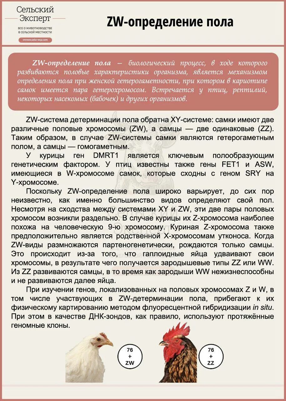Как определить петух или курица. Определение пола цыплят. методы определения пола у куриц. как отличить петушка от курочки у цыплят. как определить петуха.