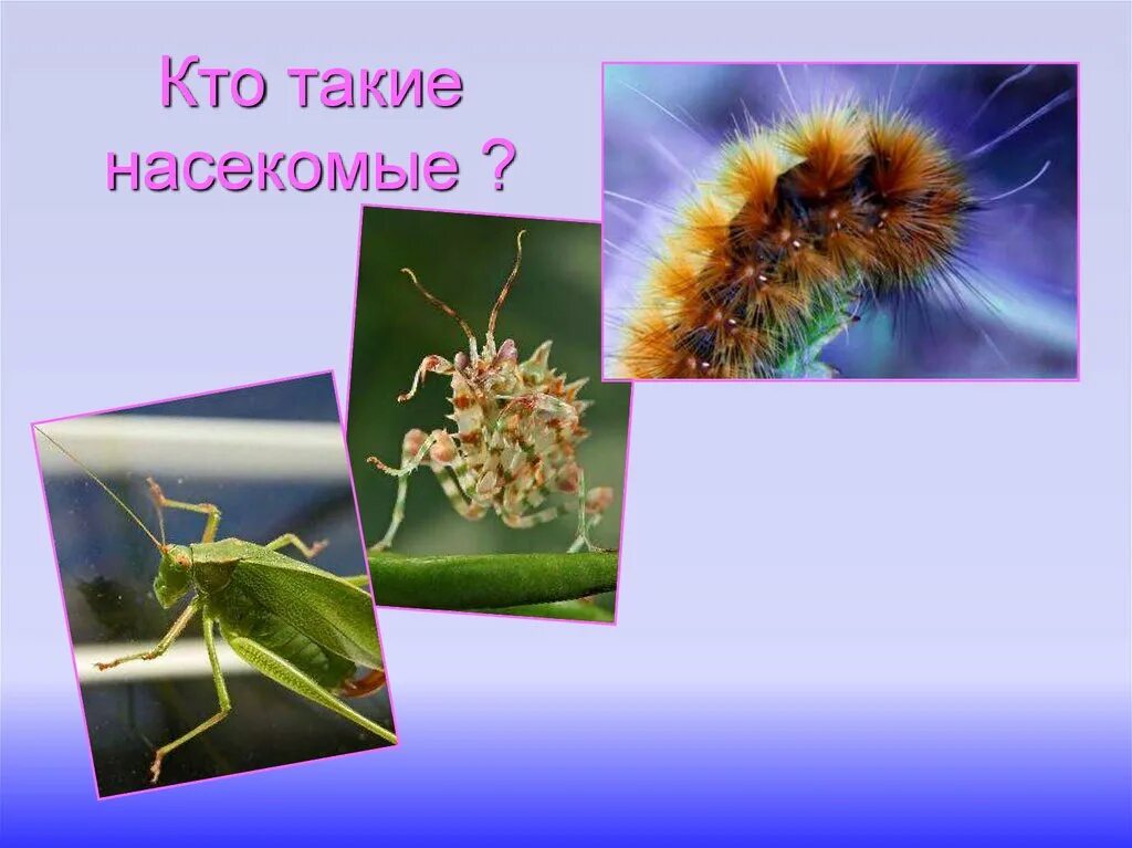 Кто такие насекомые 1. Презентация на тему насекомые. проект на тему насекомые. кто такие насекомые. насекомые презентация для начальной школы.