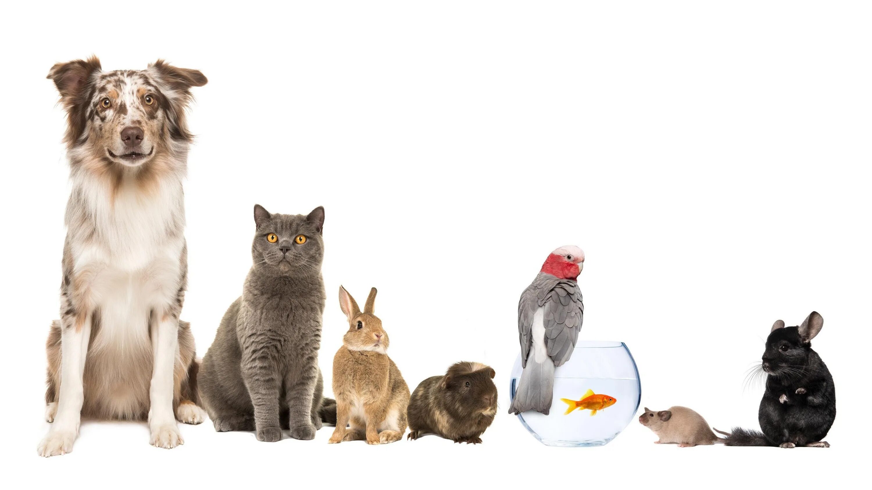 Dogs and cats and rabbits