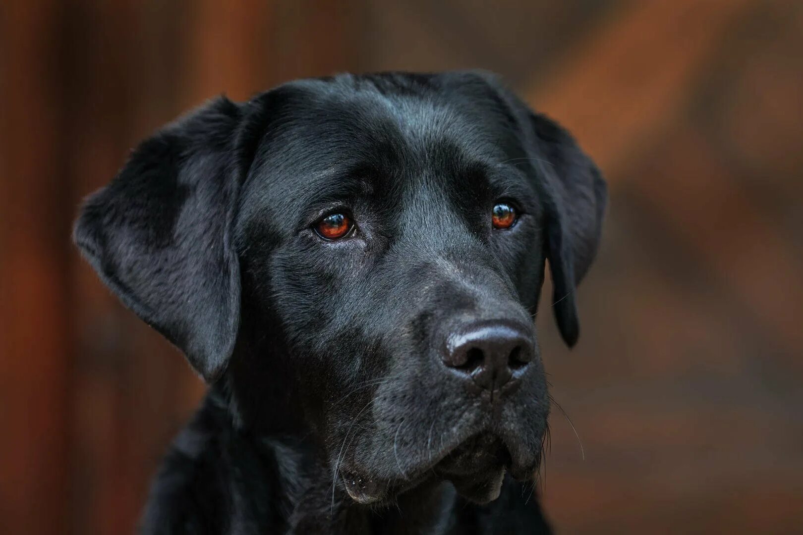 Маленький лабрадор черный. Чёрный лабрадор взрослый кобель. Чёрный лабрадор с голубыми глазами. Черный метис лабрадора ретривера. Лабрадор ретривер черный крупномордый.