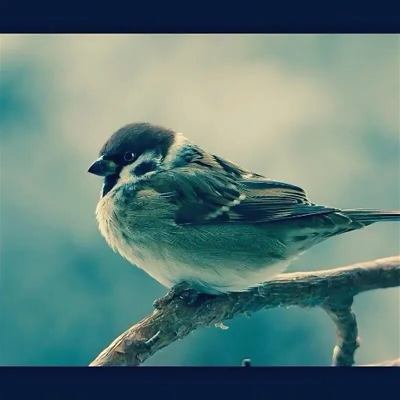 Чирик чирик птица. Стишок про воробья для детей. Воробей мультяшный. Не робей воробей. Чик воробей.