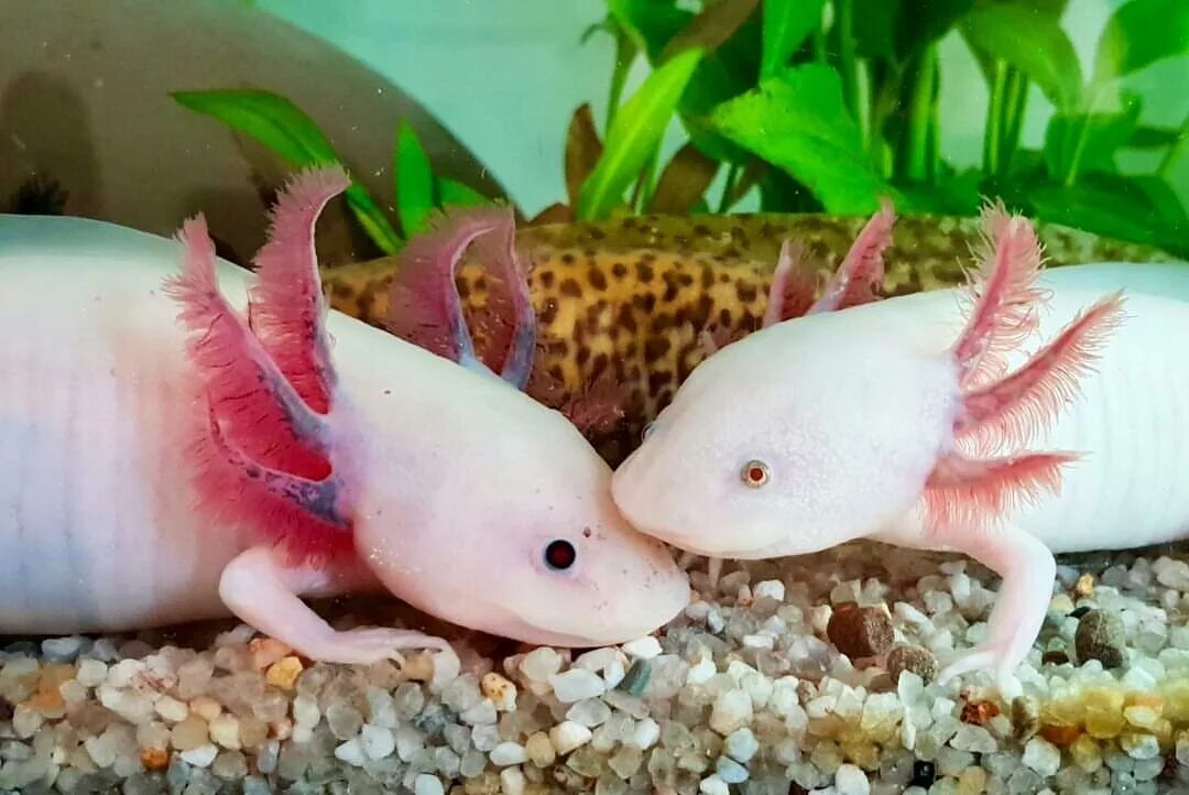 Аквариумная рыбка аксолотль. Амбистома и аксолотль. Тигровый аксолотль. Рыба Лунтик аксолотль