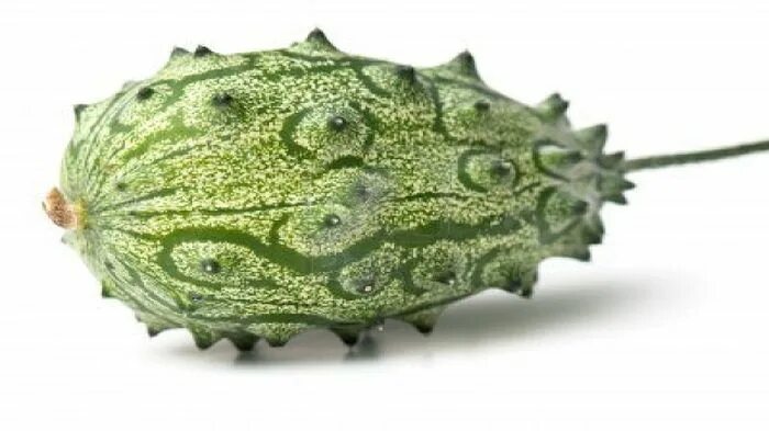 Еж огурец. Cucumis metuliferus. огурец декоративный колючие арбузики. огурец с колючками. огурец с шипами.