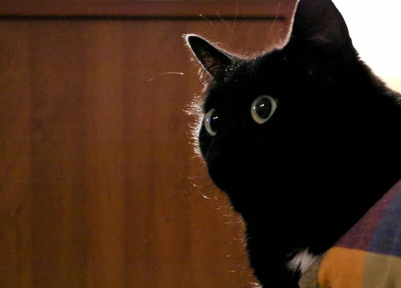 Кот сидит у стены. Черно голубой кот. Кот призрак. Абиссинская кошка морда. Кошка в квартире.