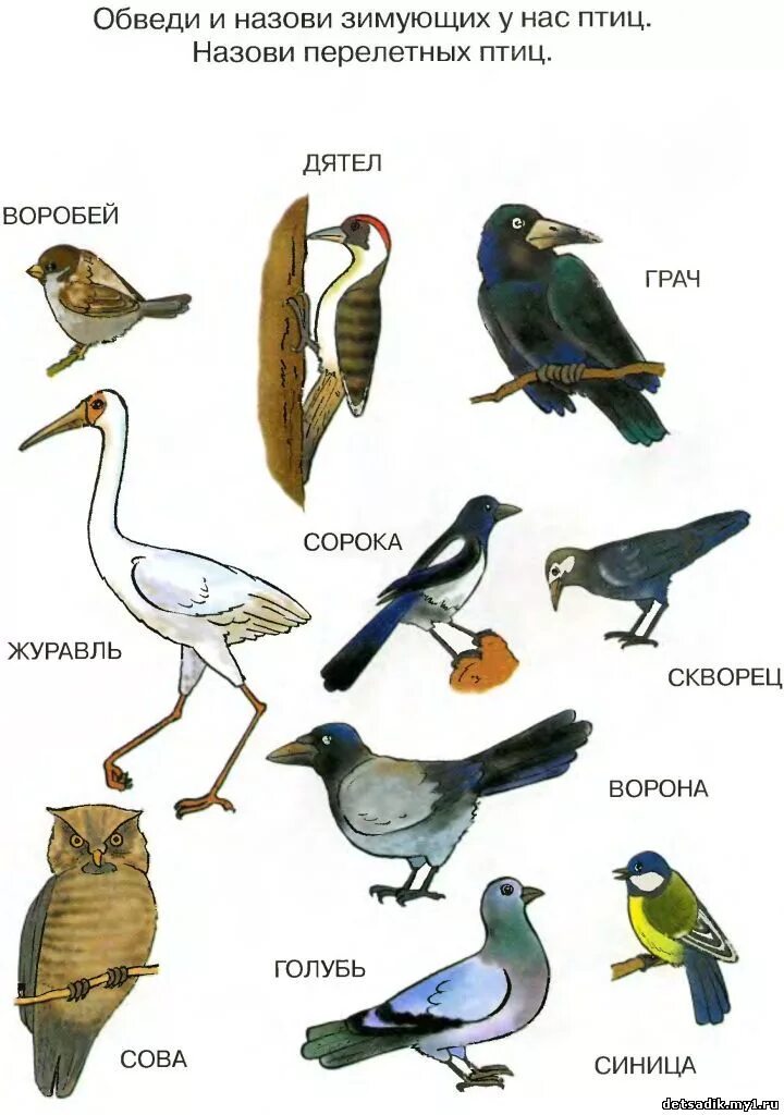Старшая группа ознакомление с окружающим перелетные птицы. Перелетные птицы для дошкольников. Перелетные птицы задания для детей. Перелетные птицы задания для дошкольников. Задание перелетные и зимующие птицы.