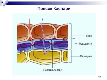 Эндодерма какая ткань