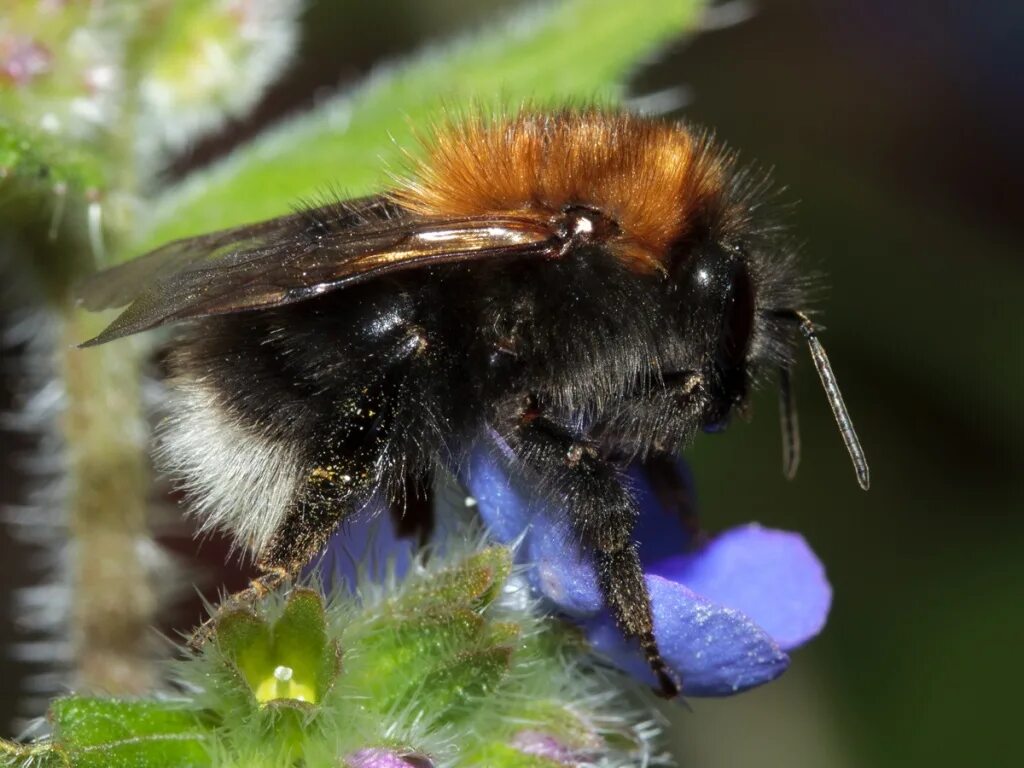 Bombus hypnorum. Шмель Моховой. Шмель полевой. Шмель патагиатус.