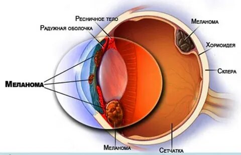 Ресничные оболочка